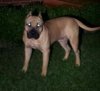 KINGDOM'S CUJO