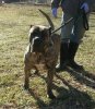 CANARIO MUNDO'S OPRAH (BELLA, LOLA)