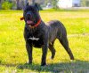 BRAVO KENNEL'S MANDINGO