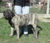 BOSS BULL CANARIO LEILA