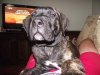 DAKO DE TROY