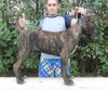 X-FACTOR BULLSARA DEL PEMBA (MAGUA)