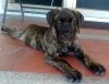MARQUITO PERRO DE PRESA BECERRIL