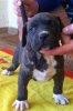 TARTARITA PERRO DE PRESA BECERRIL (ESME)