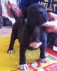 TRIADITA PERRO DE PRESA BECERRIL (TRINI)