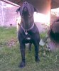 ATHOS*