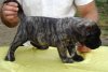 GUINEA LEX REGNUM