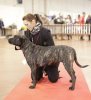 ODINA DE VIKING GUARD KENNEL