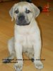 BALY THE BEST DOGOCAN (TOSA)