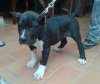 TOTIZO DE PERRO DE LA TIERRA