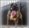 CHOVITO DE ABORIGEN DE ATGUAXONA