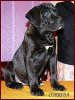 CORRIDA PERRO PRESA GRAND