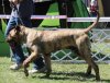 BOSS BULL CANARIO KARMO (PEPE)