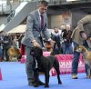 BOSS BULL CANARIO MYRA