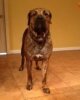 BRODY