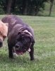 SHEBA OT KENNEL (SHEBAH)