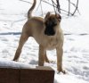 NALA OF C-LOCK
