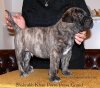 SHAHRUKH KHAN PERRO PRESA GRAND