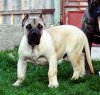 ROLLO DE VIKING GUARD KENNEL