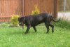 BOSS BULL CANARIO HERA