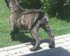 VANDA DE CANARIO KENNEL MACEDONIA