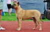 CORSO NONPAREL EUROPE BEAUTY CANARIO