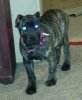 D&AMP;C IRONBRED BELLA