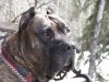 KING ODIN