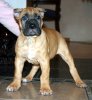 CORSO NONPAREL ZAREVNA CANARIO (ZENA)
