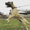 ATIA DOG PUR