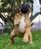 GALA DE CANARIO KENNEL MACEDONIA
