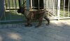 GANDO DE CANARIO KENNEL MACEDONIA