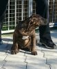 GETA DE CANARIO KENNEL MACEDONIA