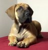 CAZADOR DE BARNACAN BULL