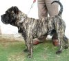 HARD PRESA KENNEL'S ADON (ZEUS)