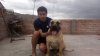 APOLO DEL REY CHOCOBULL'S