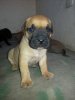 ASIA DEL REY CHOCOBULL'S