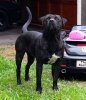 ASHACK DE PEYRE KENNELS