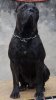 BLACK DE PEYRE KENNELS