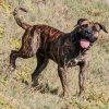 BRUTUS DE PEYRE KENNELS