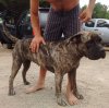 BELLA KONA DE PEYRE KENNELS