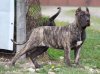 BOSS BULL CANARIO ZEENA