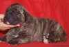BOSS BULL CANARIO ZARA