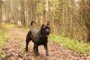 BALU PERRO PRESA GRAND