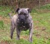 UZI (VERDINO KENNEL)
