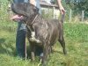 TOSCA DE LA TANIERE DES RENARDS