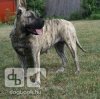 ENGENDRO DEL DIABLO SOFIA (LIA)