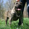 ERKA OF DOGO PARADISE