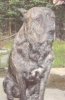 TSAR DE LA TANIERE DES RENARDS