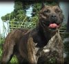 BOLOH DEL CANE CLUB